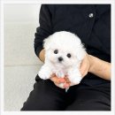 호수펫 | 광주펫샵에서 만난 특별한 가족, 유앤미펫 강아지분양 후기