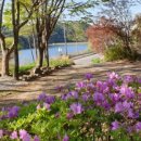 숲속의 하루민박 이미지