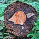 치악산둘레길 11코스 한가터길 이미지