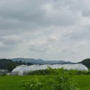 달구지제2농장 | 양평에서 망고라니? 🥭 베트남 다녀오고 망고에 미쳐서 양평망고농장 다녀온 후기