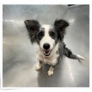 컴투펫 위탁보호센터 인천점 이미지