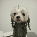 강아지 뷰티 이미지