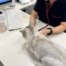 울산 강일웅고양이메디컬센터 이미지