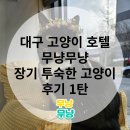 2543 | 대구 고양이 호텔 무냥무냥 장기 투숙한 고양이 후기 1탄