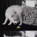 라임레이디 이미지