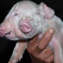 제장농장 이미지