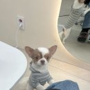 [역삼역미용실] 극손상모 중단발 복구펌! 컬 예쁘게 성공 :) 유지 디자이너쌤 후기 ♥ 이플헤어