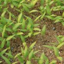 안의농약사 이미지