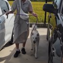 오늘도 뽀송하개 이미지