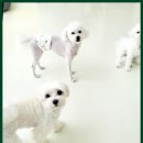 하이 멍뭉아 이미지