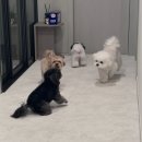 더조은갈비 | 강아지미끄럼방지매트 '더조은매트'로 애견매트 시공 추천