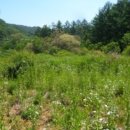 한반도면-2 이미지