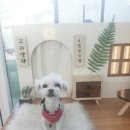 꼬리살랑 이미지