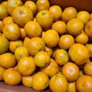 샬롬농장 이미지