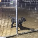 똥강새이 이미지