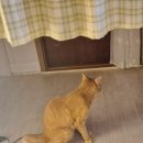 화실블루비