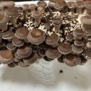 리아네 이미지