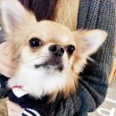 치쿠치쿠 이미지