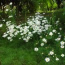 구절초로 이미지