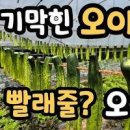 간장 오이 장아찌 만드는법 이미지