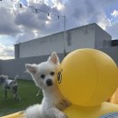 퍼피스쿨 이미지