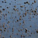 볼음저수지 이미지