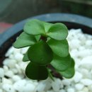 보리수식당 이미지