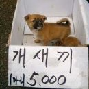 비1238 이미지