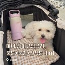 제리펫 | 강아지산책용품 추천, 마이펫 미유텀블러 실사용 후기