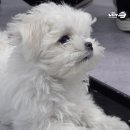 루이샌드 이미지