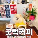 아지애견 | 은평구 애견동반 카페 | 굿럭커피 후기