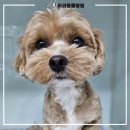 리라동물병원 이미지