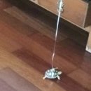 거북이집 이미지