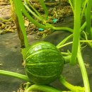 농업회사법인(주)온누리 이미지