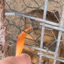 썬목장 | 가평 가볼 만한 곳🦙, 가평 양떼목장 (알파카, 염소 분유주기 체험, 썰매)_기니피그 귀여워🥰