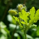 애기똥풀 이미지