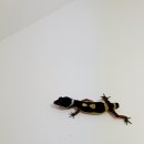 와이엔케이