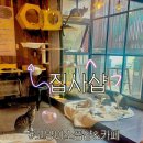 고양이샵 | 청주소품샵 왔는데 고양이 🐈‍⬛왕창 본 후기 푼다...⭐️|집사샵