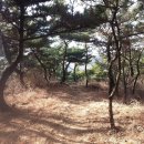 호랭이 어슬렁길 이미지