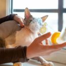 신도시동물병원 이미지