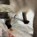 고양이 신우신염 재발 치료기｜10개월간의 투병기와 신장 적출 수술까지