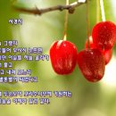 보리수 - 논산시 수락로 12 | 보리수