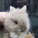 펫엔글라이더본점&로던트클럽 광주 이미지