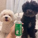 헬로동물병원 | SNS 핫한 다이소 강아지 귀세정제, 헬로마이펫 실제 사용 후기