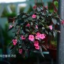 참_Charm 이미지