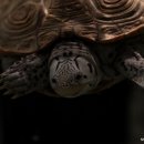 여사님PC 이미지