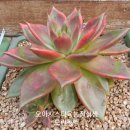 모란농장 이미지