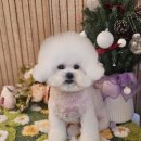 빠몽(PAWMONG) 이미지