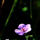 엄마는 강남스타일 이미지