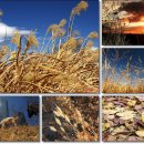 오늘 11월 30일의 꽃말은 -- 낙엽,마른 풀 Dry Grasses -- 입니다 이미지